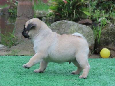 Pug Filhote Macho Tajj Mahall Liiiiiindo Curitiba Microchip Canil Tajj Mahall  Vacina Importada