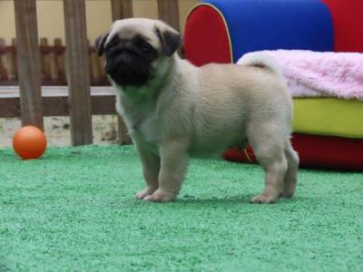 Pug Filhote Macho Tajj Mahall Liiiiiindo Curitiba Microchip Canil Tajj Mahall  Vacina Importada