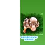 Dachshund FILHOTE DE BASSET TECKEL CHOCOLATE ALERQUIN So Paulo Cotia Granja Viana