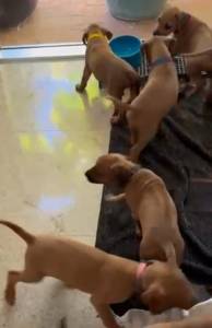 RHODESIANS RIDGEBACKS FILHOTES ESPECIAIS