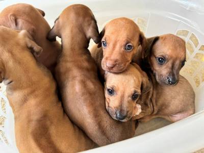 RHODESIANS RIDGEBACKS FILHOTES ESPECIAIS