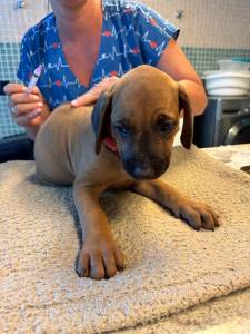 RHODESIANS RIDGEBACKS FILHOTES ESPECIAIS