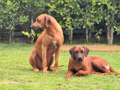 RHODESIANS RIDGEBACKS FILHOTES ESPECIAIS