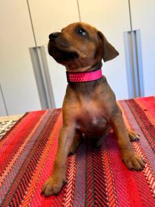 RHODESIANS RIDGEBACKS FILHOTES ESPECIAIS