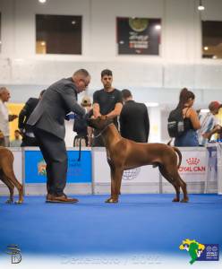 RHODESIANS RIDGEBACKS FILHOTES ESPECIAIS