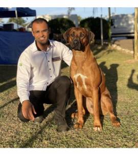 RHODESIANS RIDGEBACKS FILHOTES ESPECIAIS