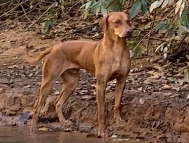 RHODESIANS RIDGEBACKS FILHOTES ESPECIAIS