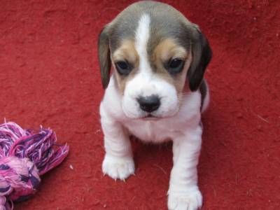 Beagle de Raa Pura Entregue Com todos os documentos Em Todo o Pas