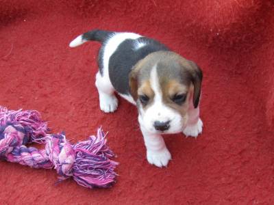 Beagle de Raa Pura Entregue Com todos os documentos Em Todo o Pas