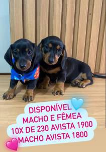 FILHOTES DE BASSET TECKEL MACHO E FMEA