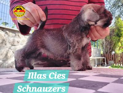 SCHNAUZER MINIATURA SAL E PIMENTA