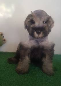 Schnauzer Miniatura fmea vacinada