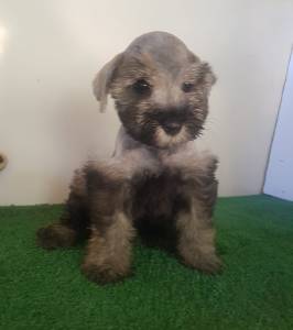 Schnauzer Miniatura fmea vacinada