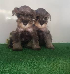 Schnauzer Miniatura machos vacinados