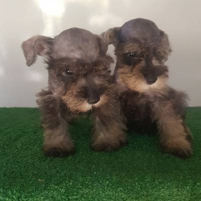 Schnauzer Miniatura machos vacinados