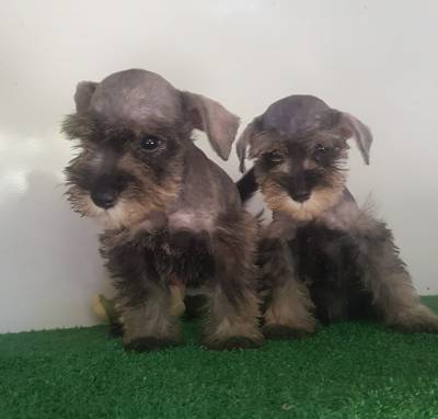 Schnauzer Miniatura machos vacinados