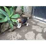 Beagle Cachorro Beagle com LOP e Afixo Lisboa Oeiras