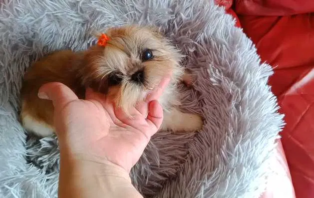 shih-tzu mini com pedigree