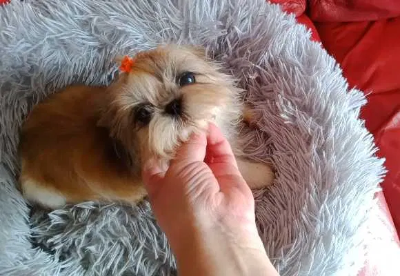 shih-tzu mini com pedigree