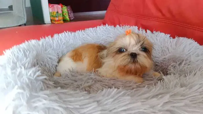 shih-tzu mini com pedigree