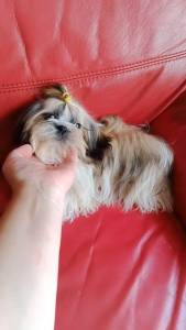 shih-tzu mini com pedigree