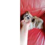 Shih-tzu shih-tzu mini com pedigree Braga Barcelos