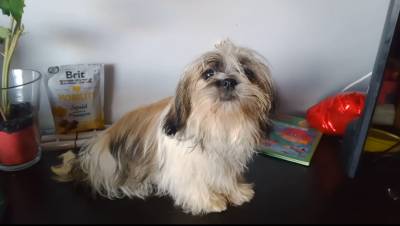 shih-tzu mini com pedigree