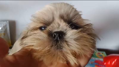 shih-tzu mini com pedigree