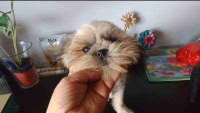 shih-tzu mini com pedigree