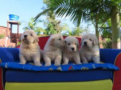 GOLDEN RETRIEVER  FILHOTES  MACHOS LINDSSIMOS  CANIL TAJJ MAHALL   MICROCHIPADOS  CURITIBA