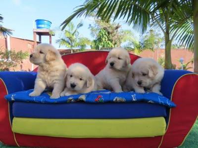 GOLDEN RETRIEVER  FILHOTES  MACHOS LINDSSIMOS  CANIL TAJJ MAHALL   MICROCHIPADOS  CURITIBA