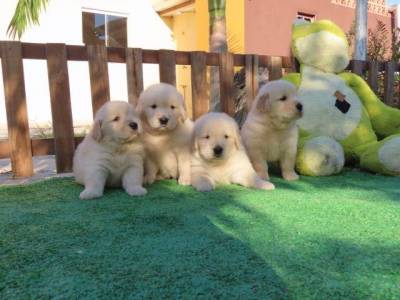 GOLDEN RETRIEVER  FILHOTES  MACHOS LINDSSIMOS  CANIL TAJJ MAHALL   MICROCHIPADOS  CURITIBA