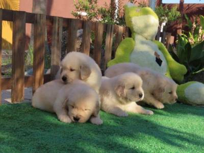 GOLDEN RETRIEVER  FILHOTES  MACHOS LINDSSIMOS  CANIL TAJJ MAHALL   MICROCHIPADOS  CURITIBA