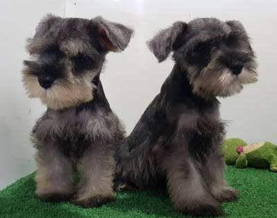 Schnauzer Miniatura machos vacinados