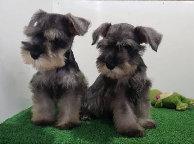 Schnauzer Miniatura machos vacinados