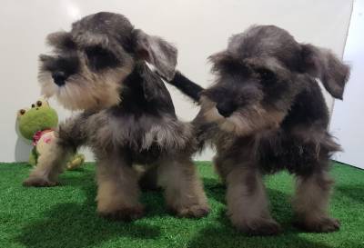 Schnauzer Miniatura machos vacinados