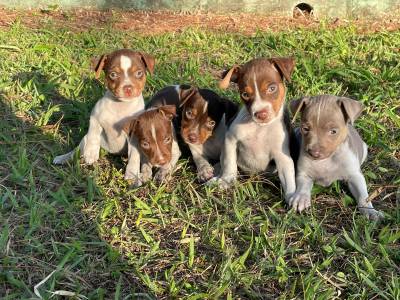 Filhotes de Fox paulistinha terrier brasileiro