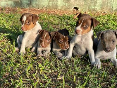 Filhotes de Fox paulistinha terrier brasileiro