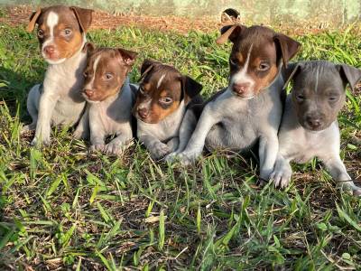 Filhotes de Fox paulistinha terrier brasileiro