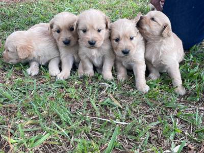 Filhotes de Golden retriever