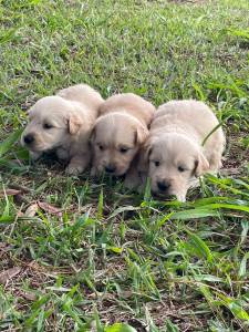 Filhotes de Golden retriever