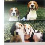 Beagle Vende-se cachorro Beagle com LOP Lisboa Oeiras