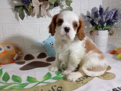 cavalier king charles