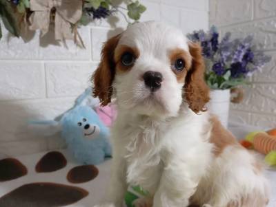 cavalier king charles