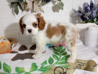 cavalier king charles