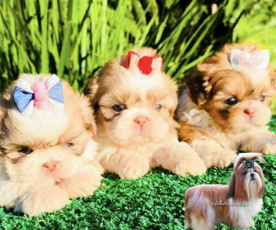 Filhotes de SHIH-TZU maravilhosos em Curitiba