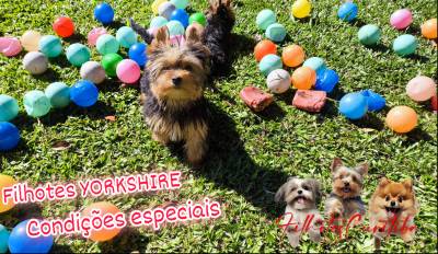 Filhotes de YORKSHIRE lindos em Curitiba