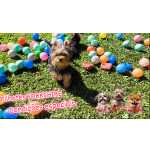 Yorkshire Terrier Filhotes de YORKSHIRE lindos em Curitiba Paran Curitiba