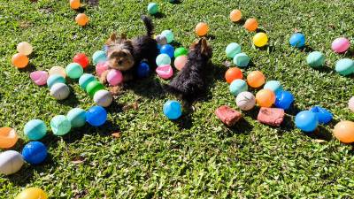 Filhotes de YORKSHIRE lindos em Curitiba