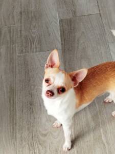 Beb chihuahua macho